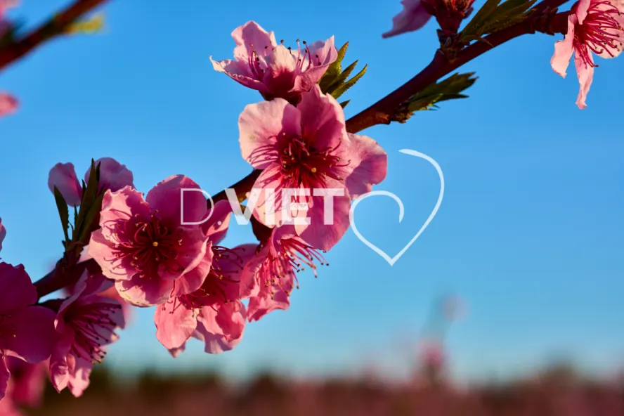 Photo TOULOUSE by VIET - LE CANIGOU