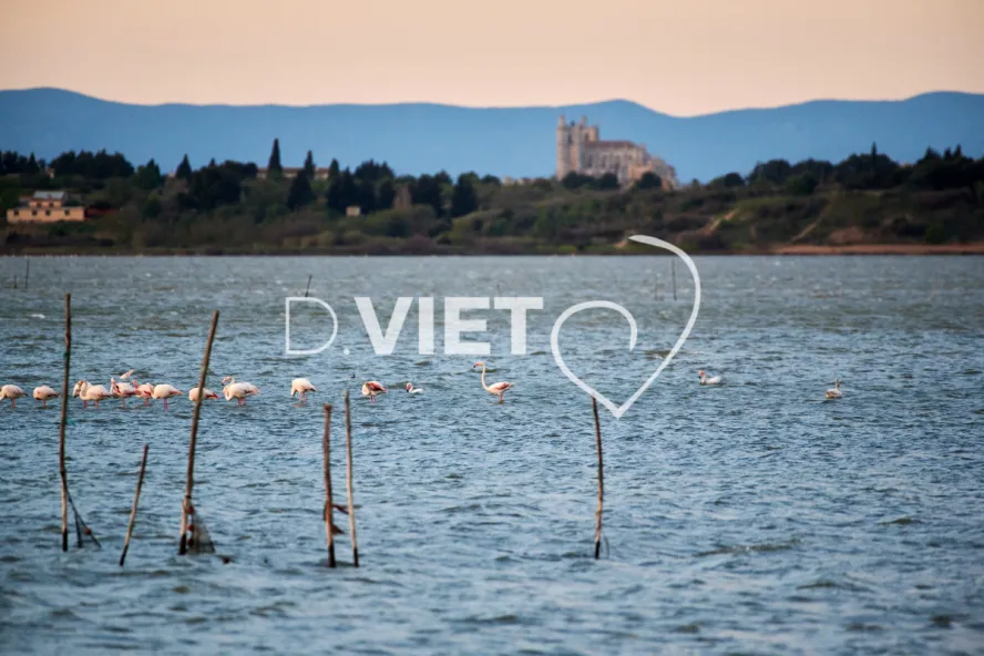 Photo TOULOUSE by VIET - Etangs de Bages et de Sigean