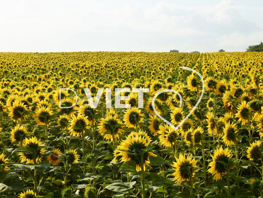 Photo TOULOUSE by VIET - Tournesol et Lauragais