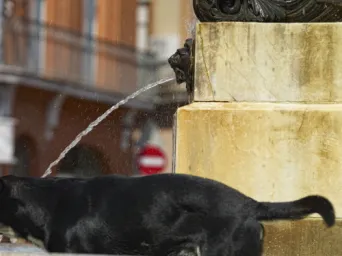 Photo TOULOUSE by VIET - La fontaine de la Trinit?