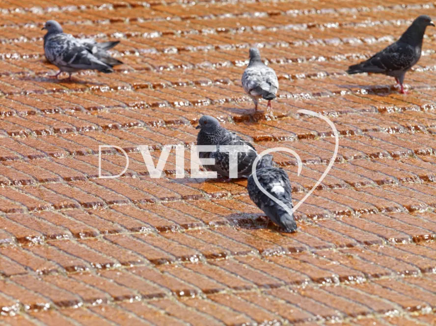 Photo TOULOUSE by VIET - La fontaine st cyprien republique