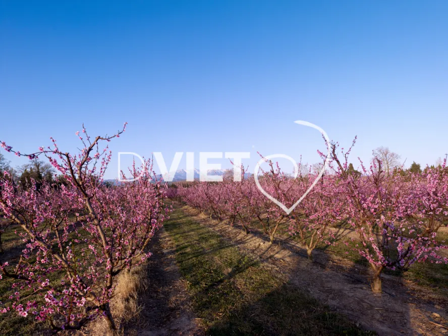 Photo TOULOUSE by VIET - LE CANIGOU