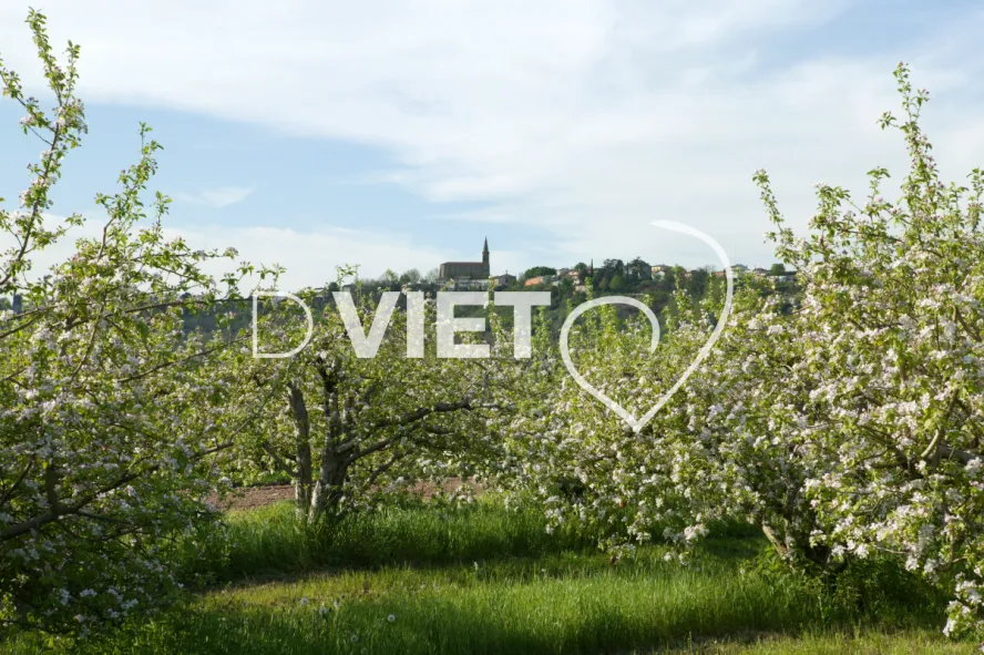 Photo TOULOUSE by VIET - La Française Vergers