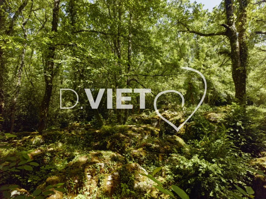 Photo TOULOUSE by VIET - bois et mousse et roche