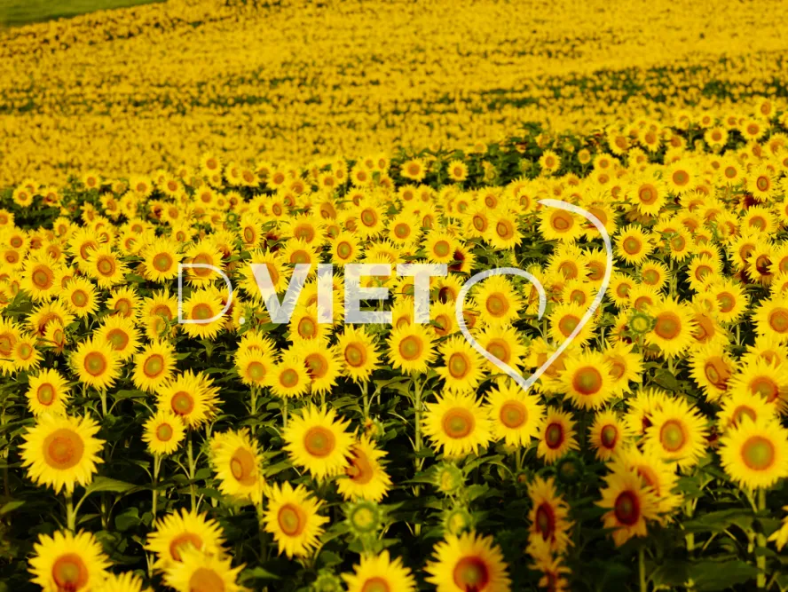 Photo TOULOUSE by VIET - Tournesol et Lauragais