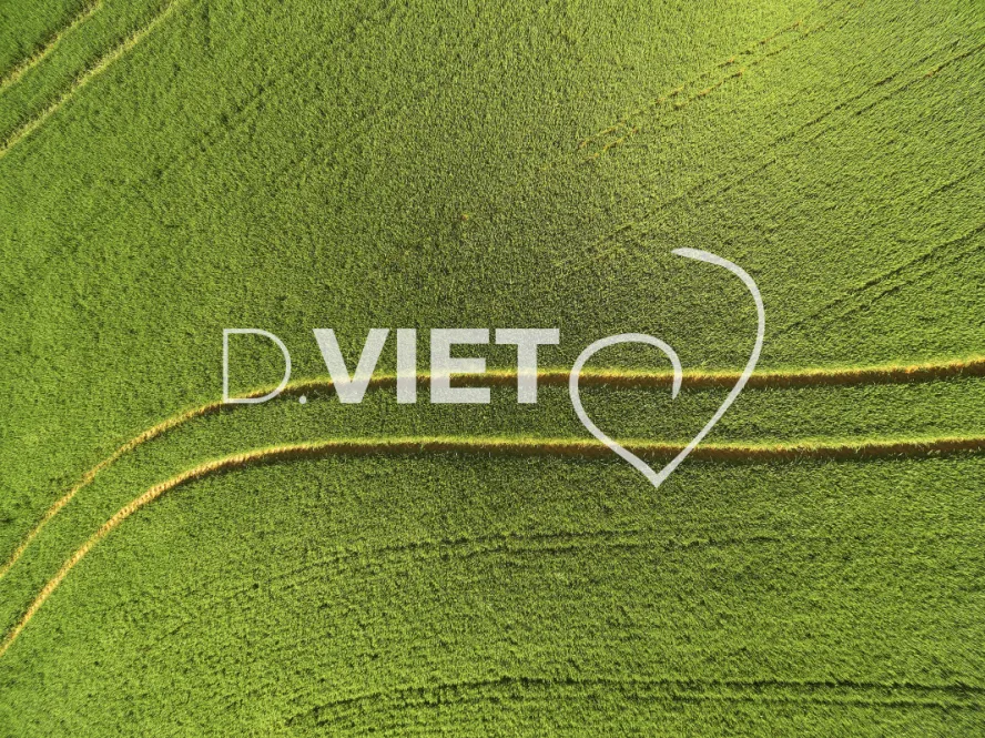 Photo TOULOUSE by VIET - COLZA LAURAGAIS