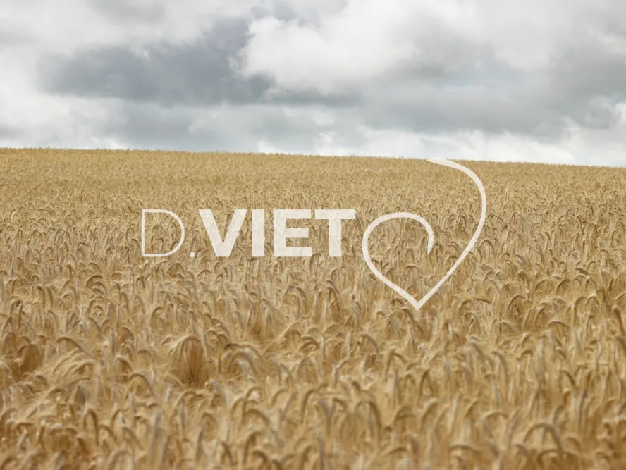 Photo TOULOUSE by VIET - Tournesol et Lauragais