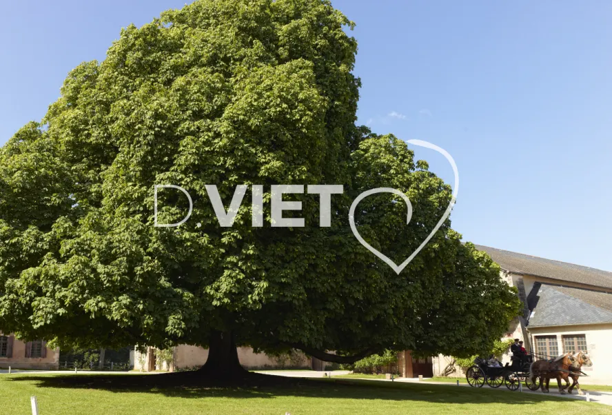 Photo TOULOUSE by VIET - Les Haras nationaux de Rodez