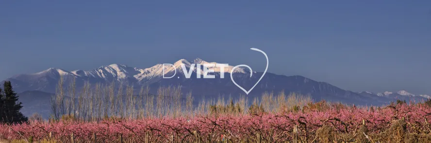 Photo TOULOUSE by VIET - Massif du Canigou et les arbres en fleurs