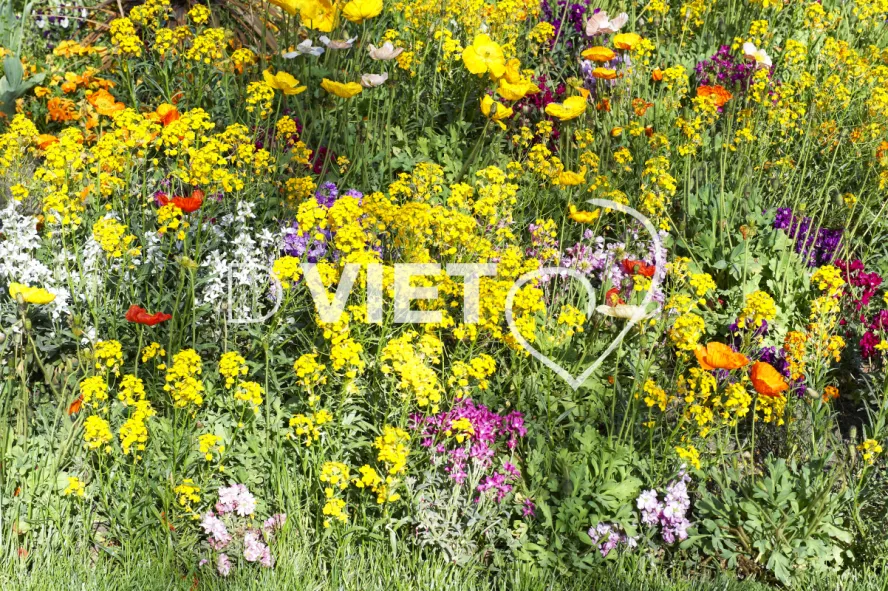 Photo TOULOUSE by VIET - Compans Caffarelli