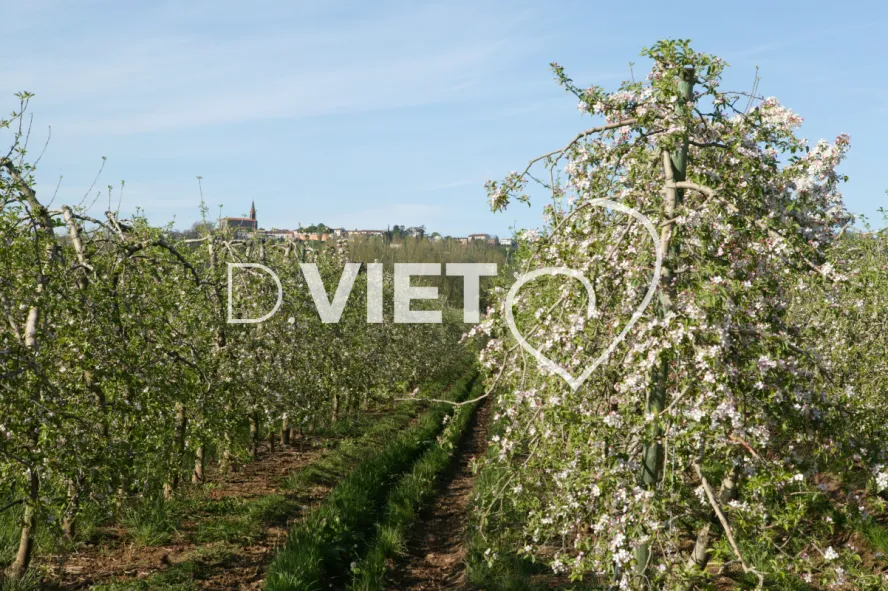 Photo TOULOUSE by VIET - La Française Vergers
