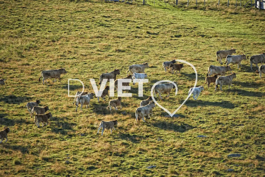 Photo TOULOUSE by VIET - Buron Aubrac