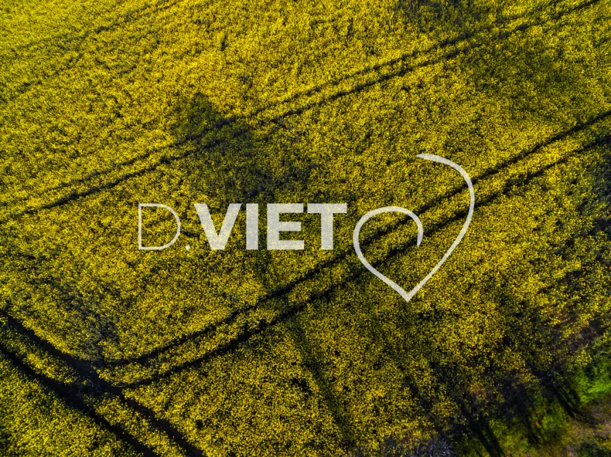 Photo TOULOUSE by VIET - COLZA LAURAGAIS