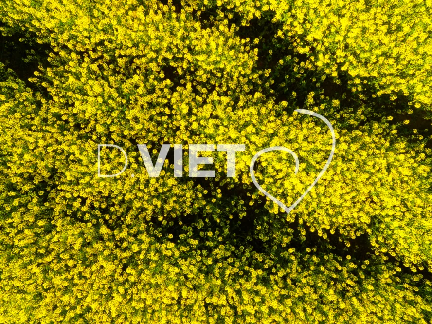 Photo TOULOUSE by VIET - COLZA LAURAGAIS