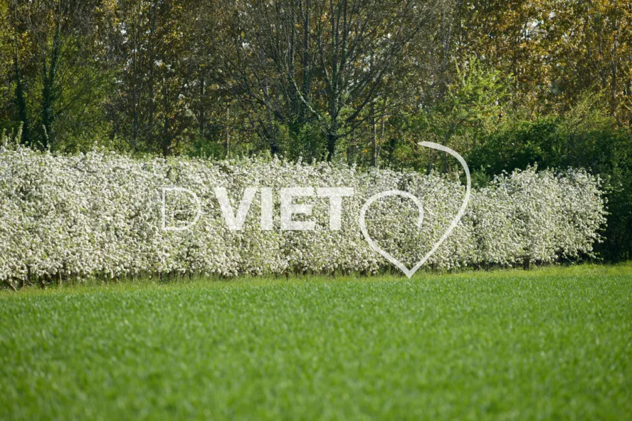 Photo TOULOUSE by VIET - La Française Vergers