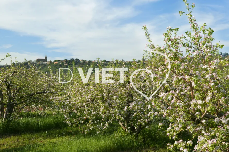 Photo TOULOUSE by VIET - La Française Vergers