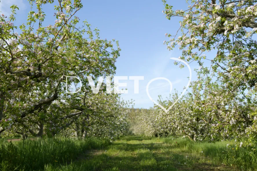 Photo TOULOUSE by VIET - La Française Vergers
