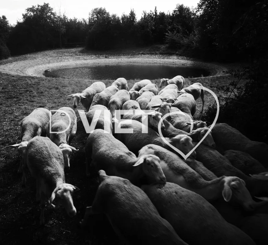 Photo TOULOUSE by VIET - brebis