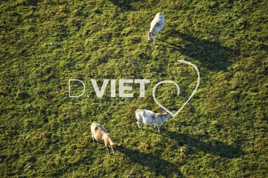 Photo TOULOUSE by VIET - Buron Aubrac