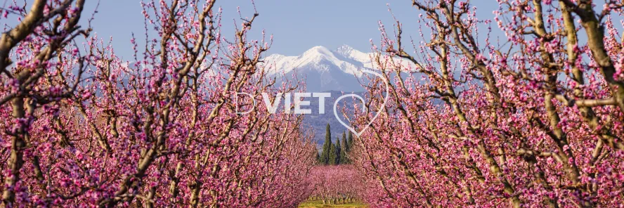 Photo TOULOUSE by VIET - Massif du Canigou et les arbres en fleurs