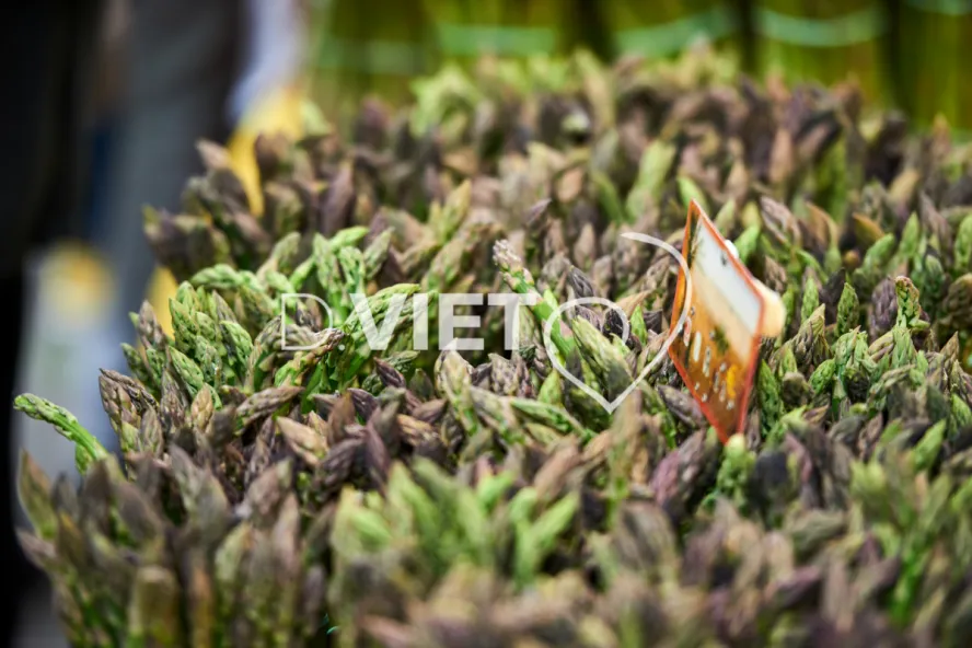 Photo TOULOUSE by VIET - VIET_008893