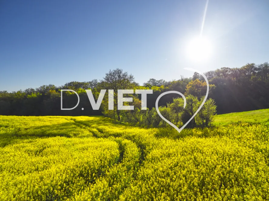 Photo TOULOUSE by VIET - COLZA LAURAGAIS