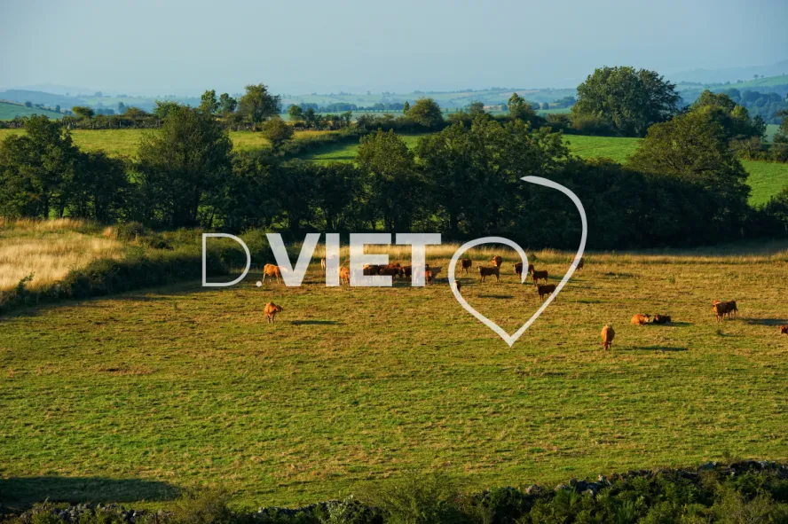 Photo TOULOUSE by VIET - Montpeyroux