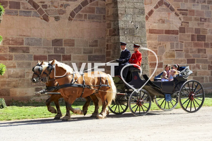 Photo TOULOUSE by VIET - Haras de Rodez