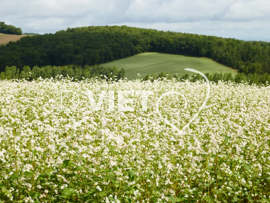 Photo TOULOUSE by VIET - Tournesol et Lauragais