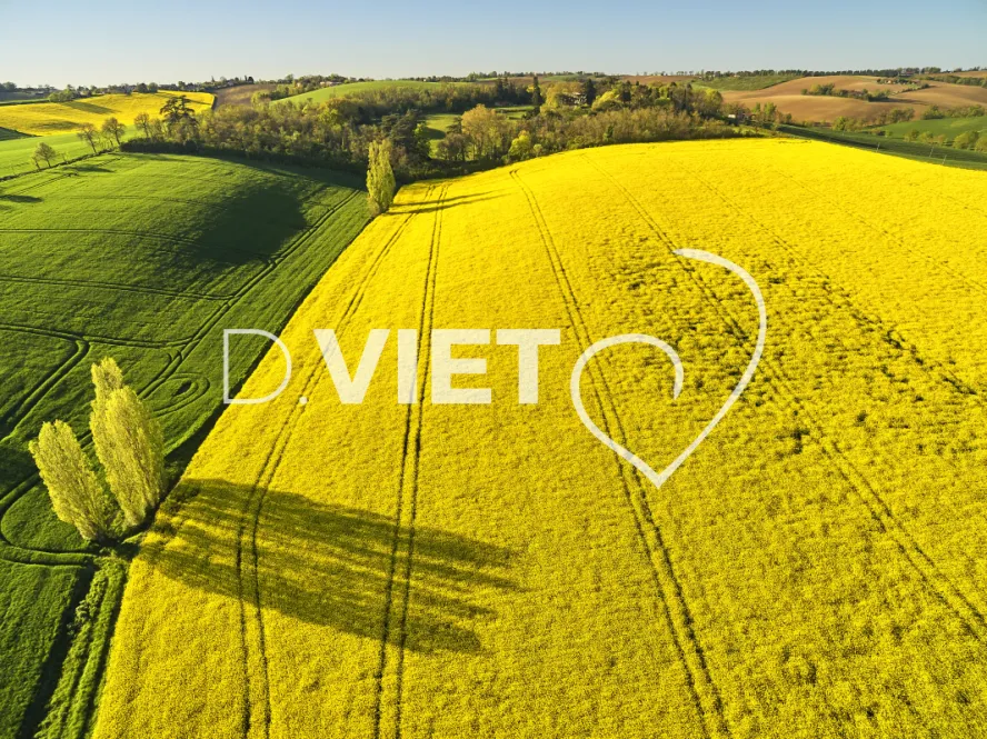 Photo TOULOUSE by VIET - COLZA LAURAGAIS