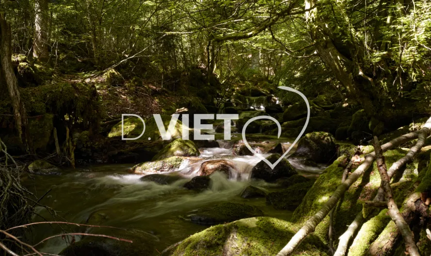 Photo TOULOUSE by VIET - Tas de bois coupe