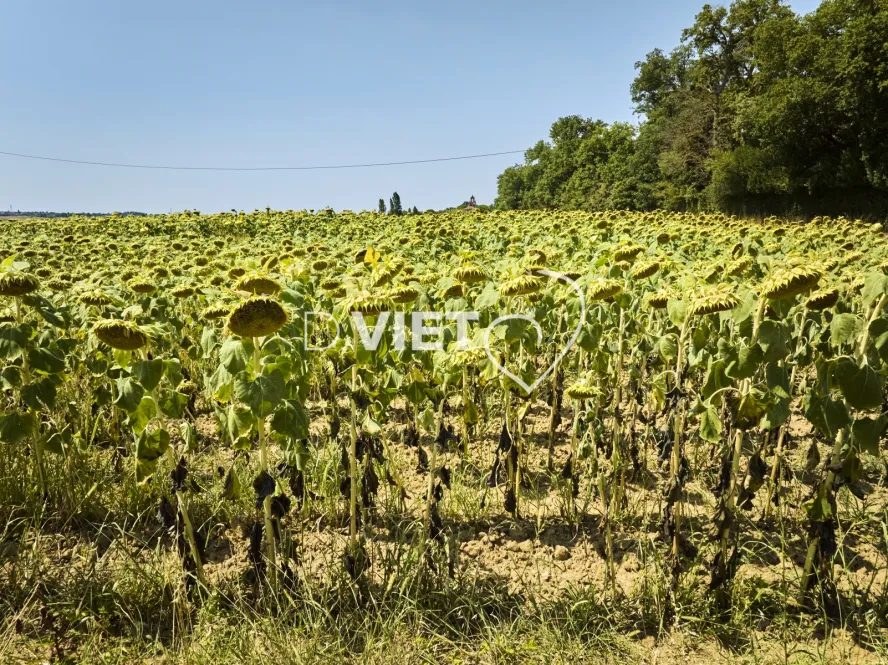 Photo TOULOUSE by VIET - DREMIL LAFAGE Habitat Pavillonnaire