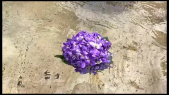 Vid&eacute;o TOULOUSE by VIET - Violettebouquet-1