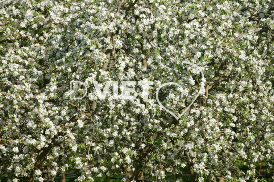 Photo TOULOUSE by VIET - La Française Vergers