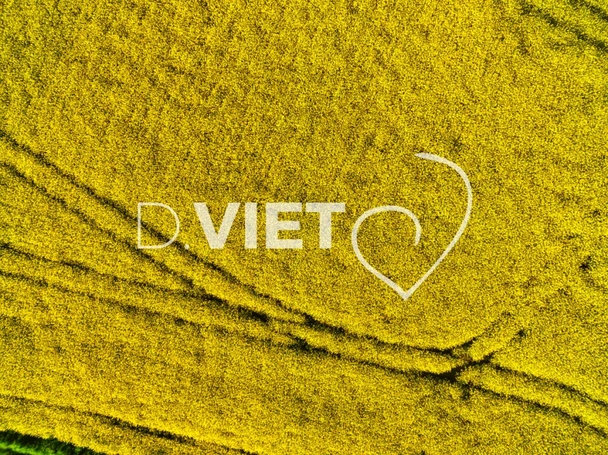 Photo TOULOUSE by VIET - COLZA LAURAGAIS