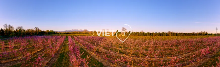 Photo TOULOUSE by VIET - LE CANIGOU