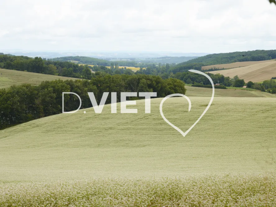 Photo TOULOUSE by VIET - Tournesol et Lauragais