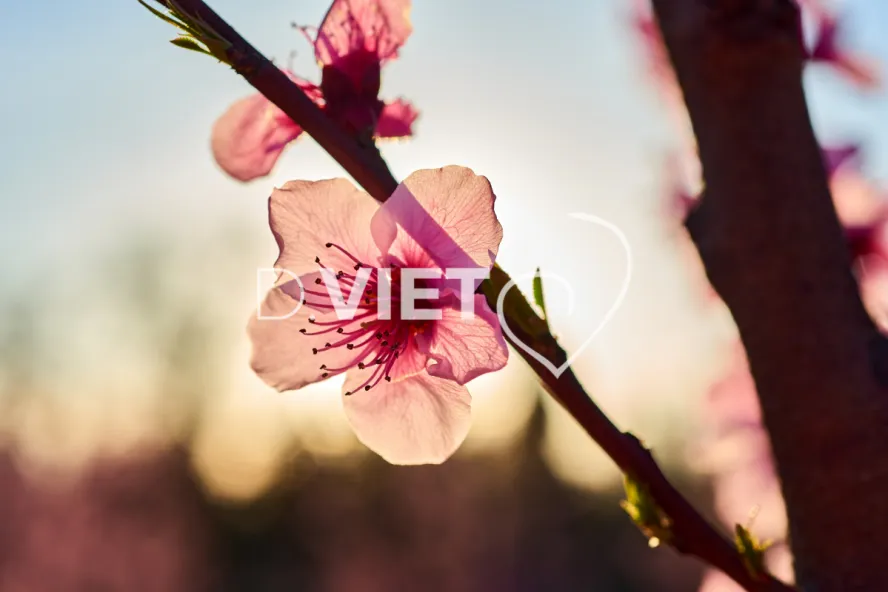 Photo TOULOUSE by VIET - LE CANIGOU