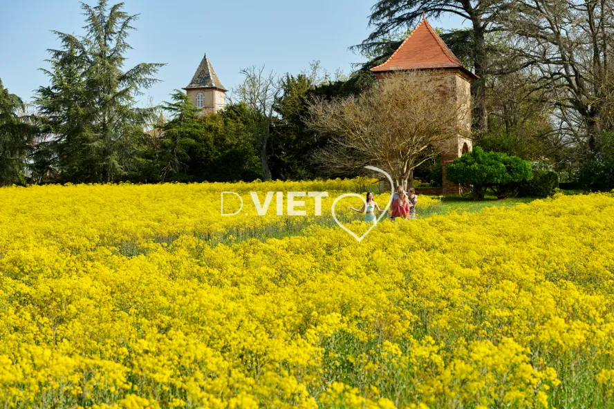 Photo TOULOUSE by VIET - Champ de pastel