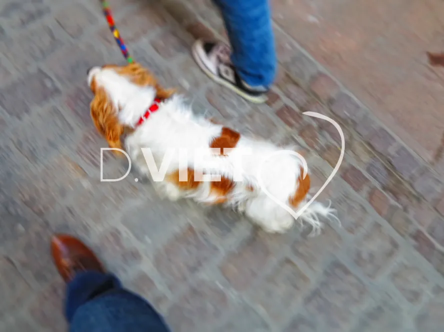 Photo TOULOUSE by VIET - Chien