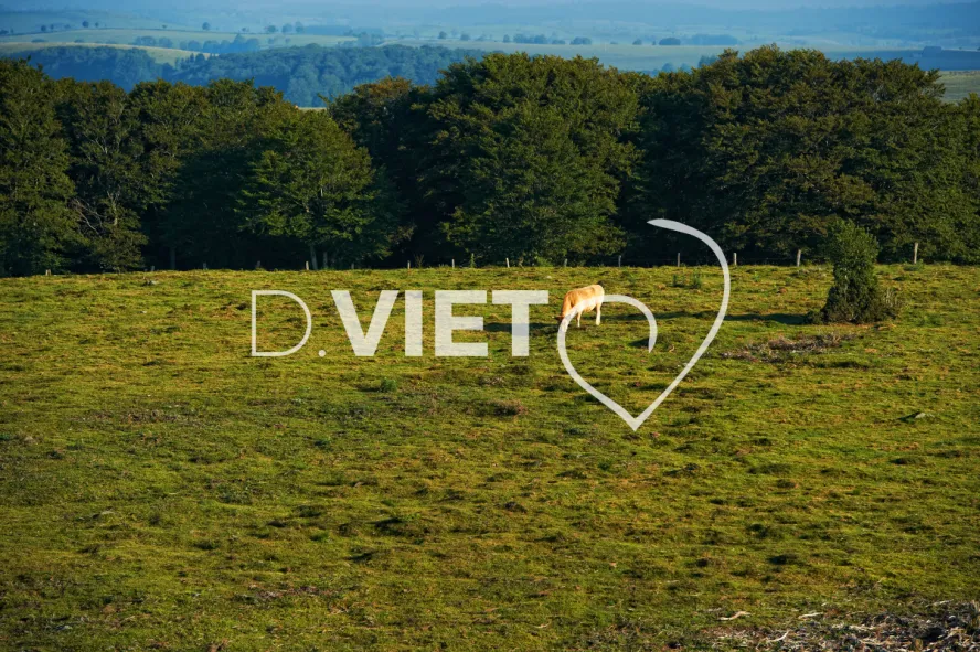 Photo TOULOUSE by VIET - estives