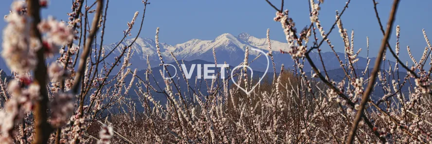 Photo TOULOUSE by VIET - Massif du Canigou et les arbres en fleurs