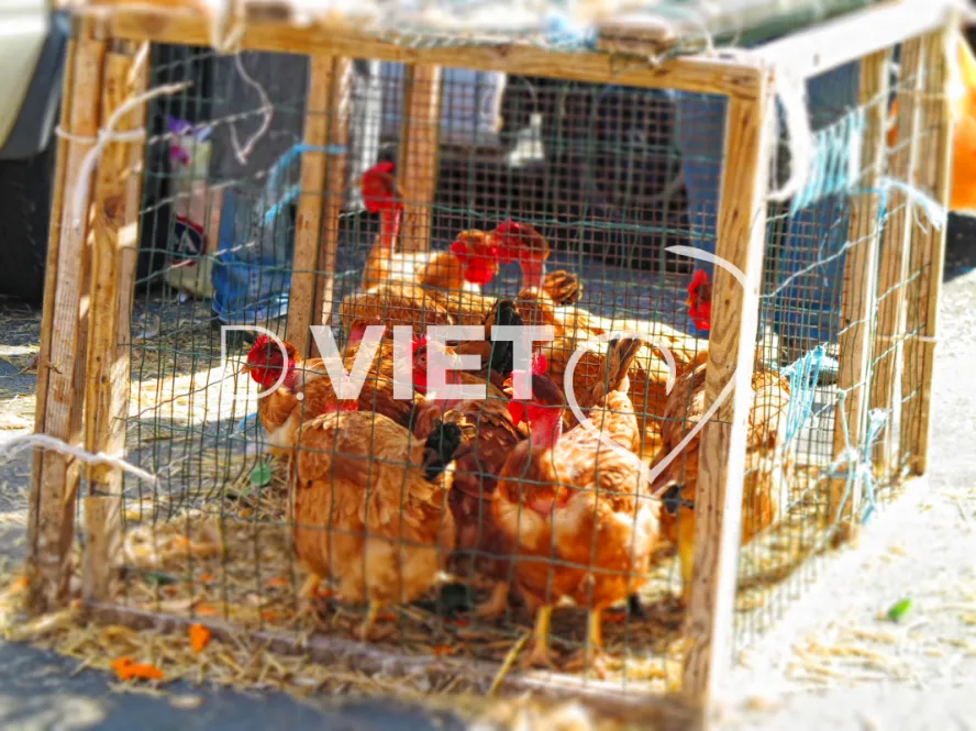 Photo TOULOUSE by VIET - Marche Saint aubin