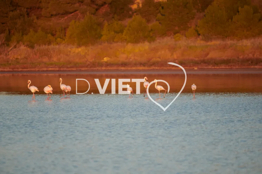 Photo TOULOUSE by VIET - Etangs de Bages et de Sigean