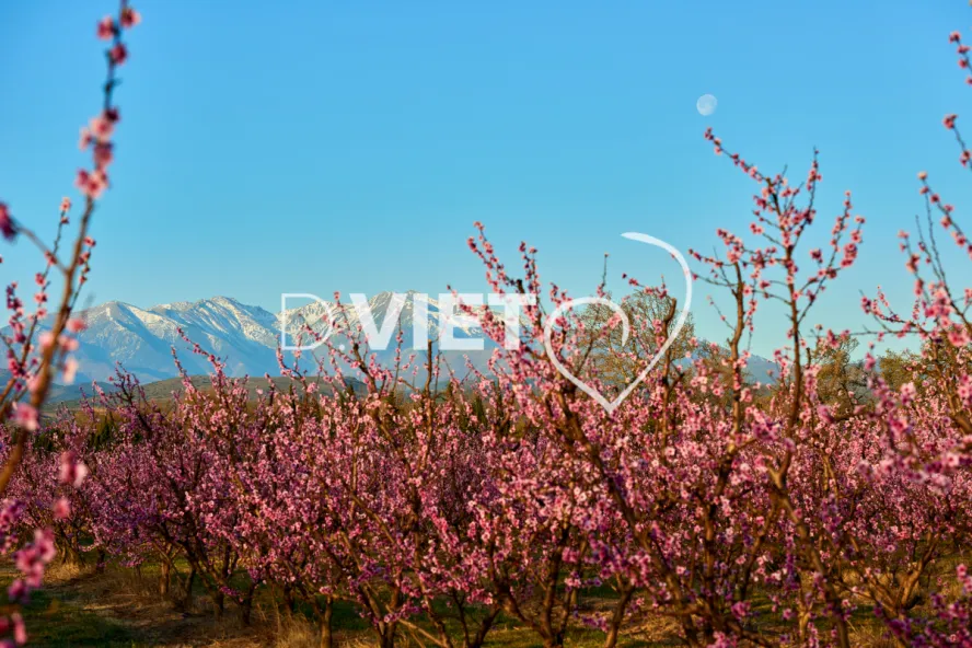 Photo TOULOUSE by VIET - LE CANIGOU