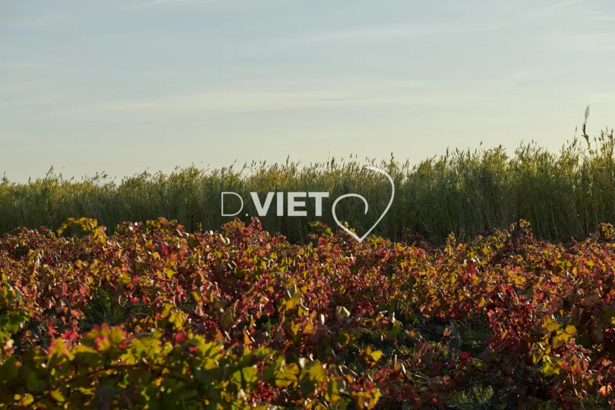 Photo TOULOUSE by VIET - Chemin de Sainte-Valière