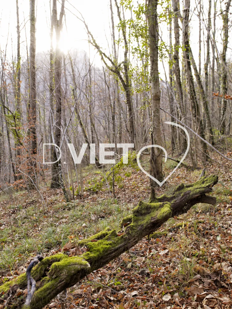 Photo TOULOUSE by VIET - Montsegur 09