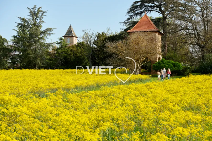 Photo TOULOUSE by VIET - Champ de pastel