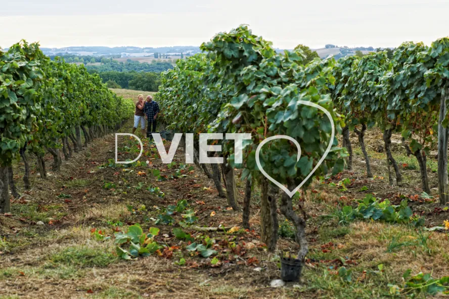 Photo TOULOUSE by VIET - Armagnac