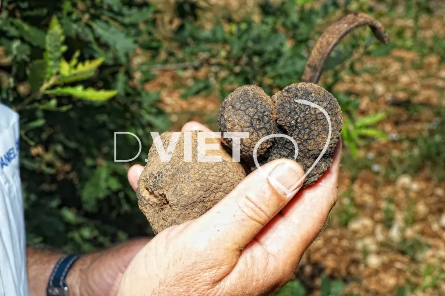 Photo TOULOUSE by VIET - truffe